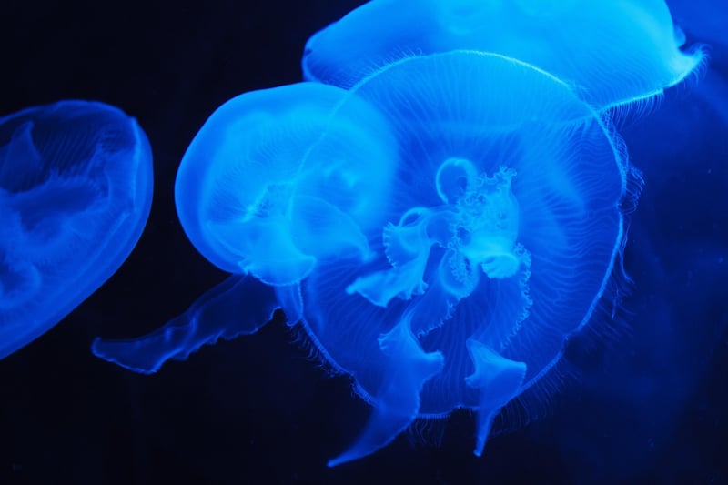 Marine Life