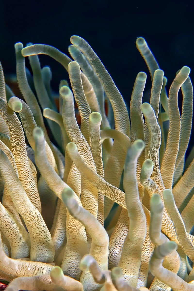 Coral Reef